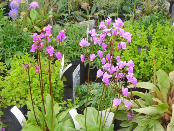 Dodecatheon meadia from Dunwiley Nurseries Ltd.,Stranorlar, Co. Donegal, Ireland