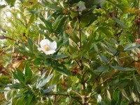 Eucryphia cordifolia Tree from Dunwiley Nurseries Ltd., Dunwiley, Stranorlar, Co. Donegal, Ireland.