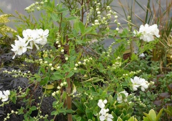 Exocorda x macrantha 'The Bride' from Dunwiley Nurseries Ltd., Stranorlar, Co. Donegal.