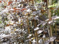 Fagus sylvatica 'Atropurpurea' Tree from Dunwiley Nurseries Ltd., Dunwiley,  Stranorlar, Co. Donegal, Ireland.