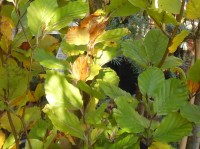 Fagus sylvatica 'Dwyck Gold' Tree from Dunwiley Nurseries Ltd., Dunwiley,  Stranorlar, Co. Donegal, Ireland.