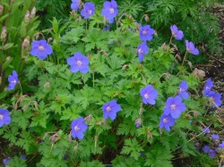 Geranium himalatense 'Gravetye' from Dunwiley Nurseries Ltd., Stranorlar, Co. Donegal, Ireland