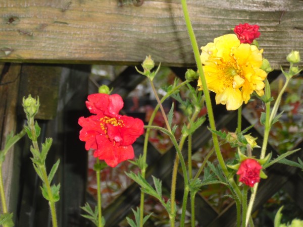 Geum 'Lady Stratheden' & Geum 'Mrs Bradshaw' from Dunwiley Nurseries Ltd., Stranorlar, Co. Donegal, Ireland