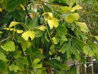 Ginkgo bilobaTree from Dunwiley Nurseries Ltd., Dunwiley, Stranorlar, Co. Donegal, Ireland.