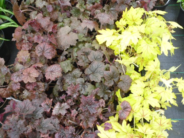 Heuchera micrantha 'Palace Purple' & 'Heucherella 'Stoplight from Dunwiley Nurseries Ltd., Stranorlar, Co. Donegal, Ireland