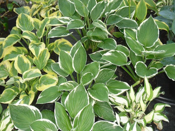 Hostas from Dunwiley Nurseries Ltd., Stranorlar, Co. Donegal, Ireland