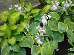 Hostas from Dunwiley Nurseries Ltd., Stranorlar, Co. Donegal, Ireland