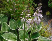 Hostas