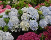 Hydrangeas