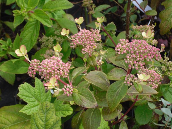 Hydrangea paniculata  'Early Sensation' from Dunwiley Nurseries Ltd., Stranorlar, Co. Donegal, Ireland