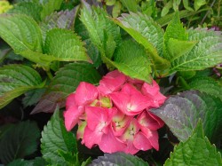 Hydrangea macrophylla 'Masja' from Dunwiley Nurseries Ltd., Stranorlar, Co. Donegal, Ireland