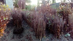 Bare Root Thorn Hedging from Dunwiley Nurseries Ltd., Dunwiley, Stranorlar, Co. Donegal, Ireland.