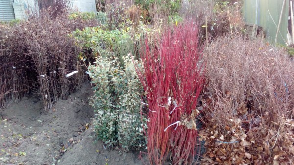 Bare Root Hedging from Dunwiley Nurseries Ltd., Dunwiley, Stranorlar, Co. Donegal, Ireland.