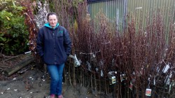 Bare Root Fruit Trees from Dunwiley Nurseries Ltd., Dunwiley, Stranorlar, Co. Donegal, Ireland.