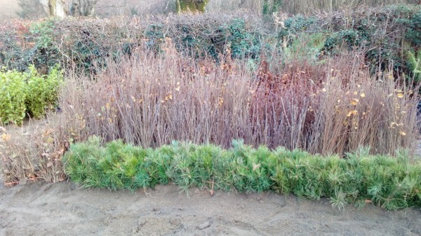 Alder, Birch, Mountain Ash, Oak and Scotts Pine Seed Certified Hedging from Dunwiley Nurseries Ltd., Dunwiley, Stranorlar, Co. Donegal, Ireland.