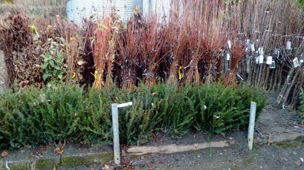 Bare Root Yew Hedging from Dunwiley Nurseries Ltd., Dunwiley, Stranorlar, Co. Donegal, Ireland.