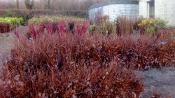 Bare Root Green Beech Hedging from Dunwiley Nurseries Ltd., Dunwiley, Stranorlar, Co. Donegal, Ireland.