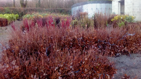 Bare Root Green Beech Hedging from Dunwiley Nurseries Ltd., Dunwiley, Stranorlar, Co. Donegal, Ireland.