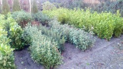 Bare Root Oleria and Griselinia Hedging from Dunwiley Nurseries Ltd., Dunwiley, Stranorlar, Co. Donegal, Ireland.