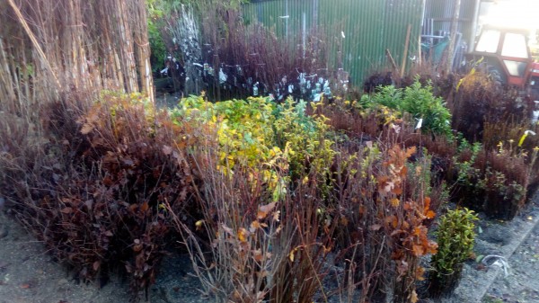 Bare Root Hedging from Dunwiley Nurseries Ltd., Dunwiley, Stranorlar, Co. Donegal, Ireland.