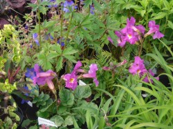 Incarvillea delavayi from Dunwiley Nurseries Ltd., Stranorlar, Co. Donegal, Ireland