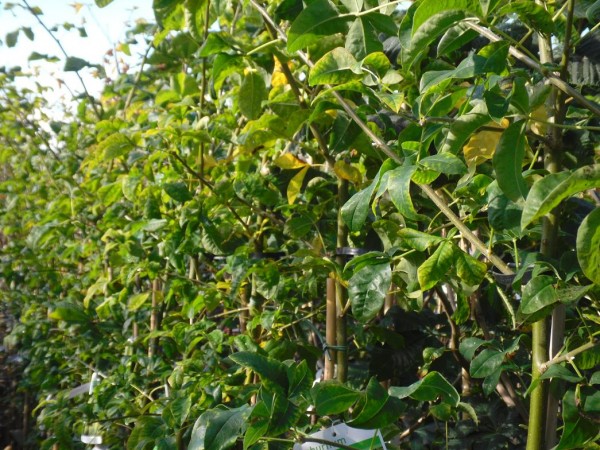 Laburnum watereri 'Vossii' Tree from Dunwiley Nurseries Ltd., Dunwiley, Stranorlar, Co. Donegal, Ireland.