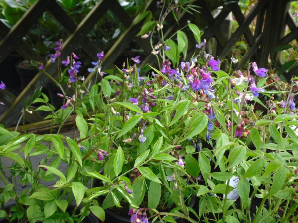 Lathyrus vernus from Dunwiley Nurseries, Co. Donegal, Ireland