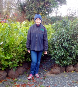 Root Ball Laurel and Porugal Laurel Hedging from Dunwiley Nurseries Ltd., Dunwiley, Stranorlar, Co. Donegal, Ireland.