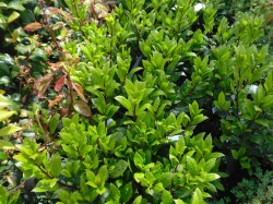 Laurus Noblis (Bay Laurel)  from Dunwiley Nurseries Ltd., Stranorlar, Co. Donegal, Ireland