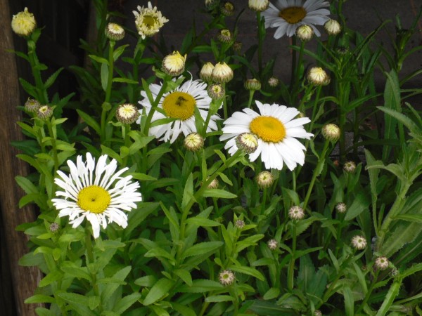 Leucanthemum x superbum 'Lacrosse' & 'Snowlady' from Dunwiley Nurseries, Co. Donegal, Ireland