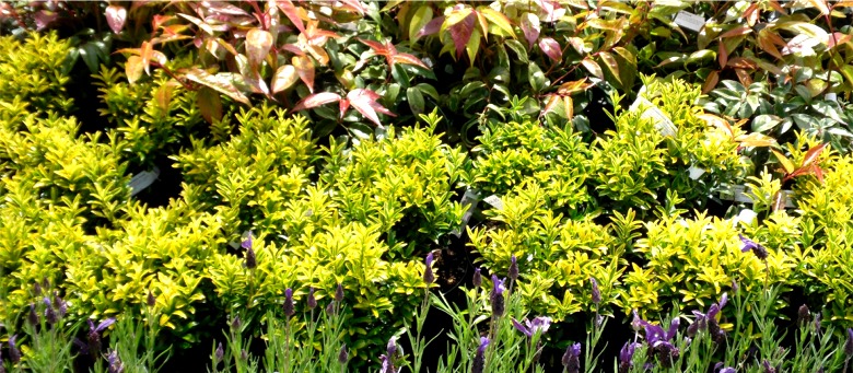 Shrubs from Dunwiley Nurseries, Stranorlar, County Donegal, Ireland