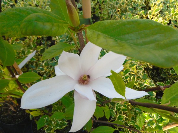 Magnolia soulangeana 'Beugnon' Tree from Dunwiley Nurseries Ltd., Stranorlar, Co. Donegal, Ireland