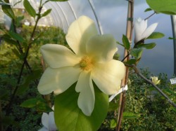 Magnolia 'Golden Sun' Tree from Dunwiley Nurseries Ltd., Stranorlar, Co. Donegal, Ireland