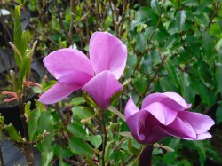 Magnolia 'Susan'  Tree from Dunwiley Nurseries Ltd., Stranorlar, Co. Donegal, Ireland