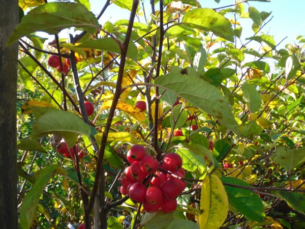 Malus 'Gorgeous' Tree from Dunwiley Nurseries Ltd., Dunwiley, Stranorlar, Co. Donegal, Ireland.