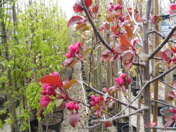 Malus 'Scarlett' Tree from Dunwiley Nurseries Ltd., Dunwiley, Stranorlar, Co. Donegal, Ireland.