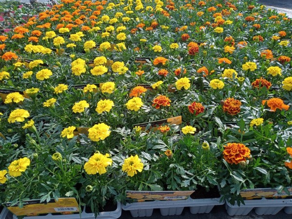 Selection of Summer Bedding Packs available at Dunwiley Nurseries Ltd, Dunwiley, Stranorlar, Co. Donegal