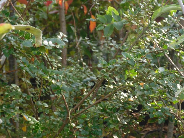 Nothofagus cunninghamii Tree from Dunwiley Nurseries Ltd., Dunwiley,  Stranorlar, Co. Donegal, Ireland.