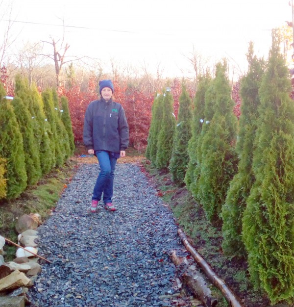 Thuja occidentalis 'Smaragd' Emerald from Dunwiley Nurseries Ltd., Dunwiley, Stranorlar, Co. Donegal, Ireland.