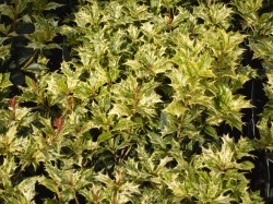 Osmanthus heterophyllus 'Goshiki' Tricolor from  Dunwiley Nurseries Ltd., Stranorlar, Co. Donegal.