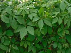 Parthenocissus Quinquefolia (Virginia Creeper) climber available from Dunwiley Nurseries, Stranorlar, Donegal.