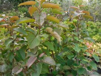 Populus lasiocarpa Tree from Dunwiley Nurseries Ltd., Dunwiley, Stranorlar, Co. Donegal, Ireland.