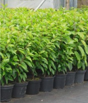 Potted Hedging