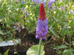 Primula viallii from Dunwiley Nurseries Ltd., Stranorlar, Co. Donegal, Ireland