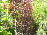 Prunus cerasifera 'Nigra' Tree from Dunwiley Nurseries Ltd., Dunwiley, Stranorlar, Co. Donegal, Ireland.