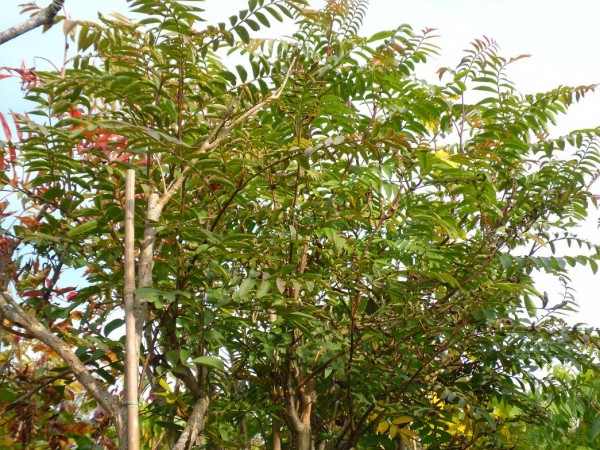 Pterocarya fraxinifolia Tree from Dunwiley Nurseries Ltd., Dunwiley, Stranorlar, Co. Donegal, Ireland.