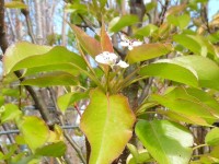 Pyrus calleryana 'Chanticleer' Tree from Dunwiley Nurseries Ltd., Dunwiley, Stranorlar, Co. Donegal, Ireland.