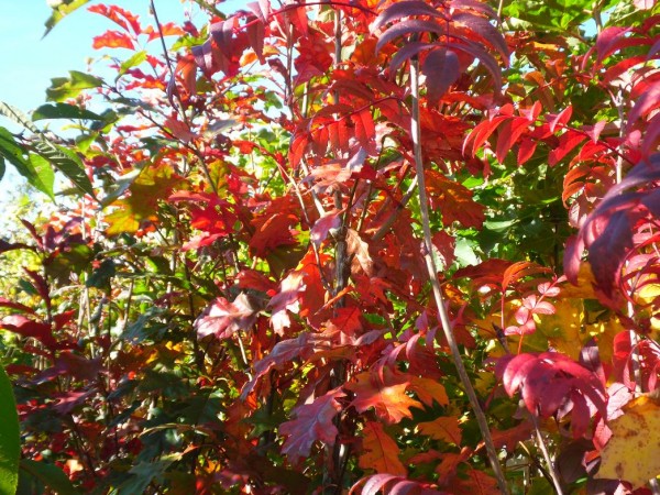 Quercus rubra Tree from Dunwiley Nurseries Ltd., Dunwiley, Stranorlar, Co. Donegal, Ireland.