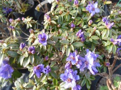 Rhododendron 'Blue Diamond' from Dunwiley Nurseries Ltd., Stranorlar, Co. Donegal, Ireland