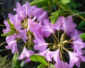 Rhododendrons